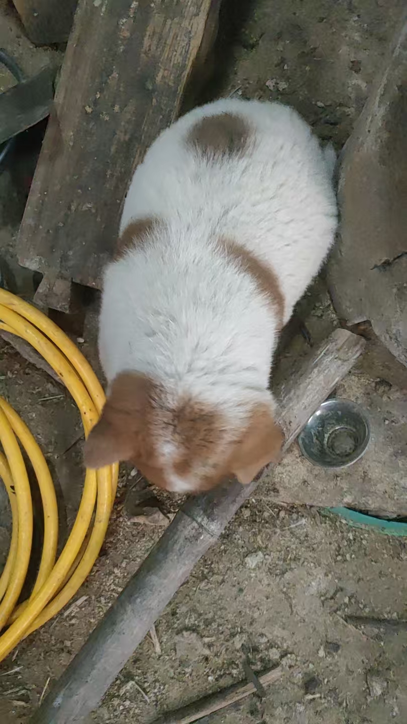 中华田园犬